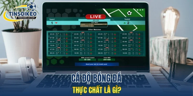 Cá độ bóng đá thực chất là gì?